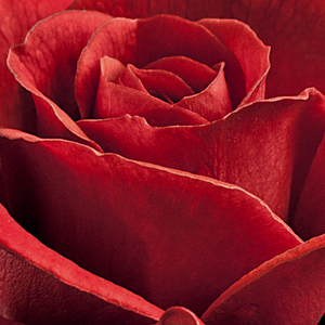 Rose Shop Online - miniature rose - red - Top Hit - discrete fragrance - L. Pernille Olesen,  Mogens Nyegaard Olesen - Good for covering, ideal for decorating edges, rich cluster-flowered